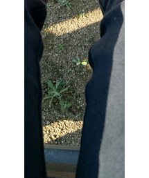 monochrome | その他パンツ