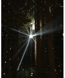 フジロックの森 | 幻想的でした。(その他)