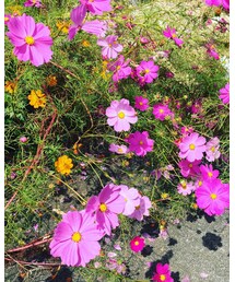 コスモス | 刈り尽くした。(その他)