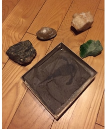 師匠の石コレ | 何の化石か名称ド忘れなう。(その他雑貨)