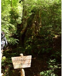 大王杉 | 一応載せないとwww(その他)