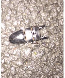 ヒラタクワガタ | その他