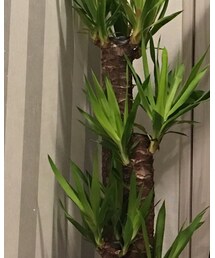 ユッカちゃん | その他