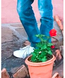 FRED PERRY | スニーカー