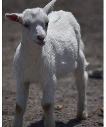 ひつじだけじゃなくて、ヤギも | バッグ