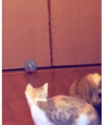 遊びに夢中な猫 | その他