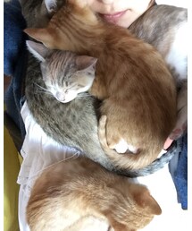 猫ベッド役として日向でお昼寝 | その他