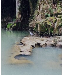 🐦 | 雑貨/ホビー