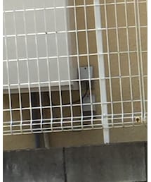 COOTIE PRODUCTIONS | チノパンツ