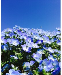 ネモフィラ | その他