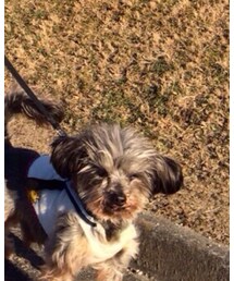 てんてん | その他