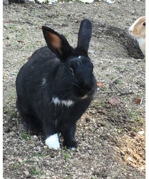 うさぎさん♪ | ペットウェア