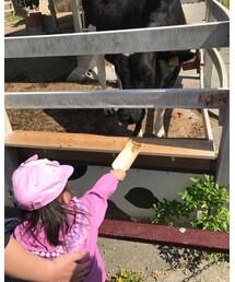 牛に餌やり | その他