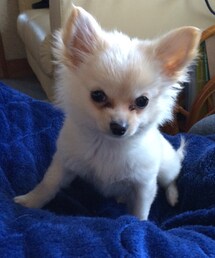 チワワ | コッコちゃん(その他)