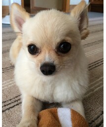 チワワ | ココちゃん（サマーカット）(その他)