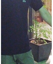 LACOSTE | ポロシャツ