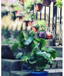 Fussed | ブルゾン