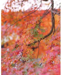 紅葉 | その他