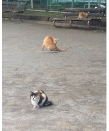 猫 | 毎日走る私を見守る猫たち(その他)