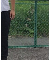 SEVENDAYS=SUNDAY | カーゴパンツ