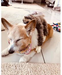 はぴことナマケモノ……のぬいぐるみ | その他