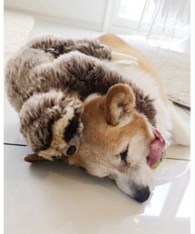 はぴことナマケモノ | その他