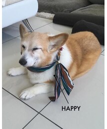 はぴこ | その他