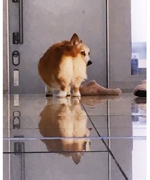 ハッピー | その他