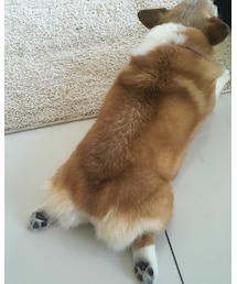はぴけつ | その他