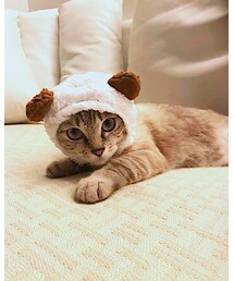 シンフー | その他