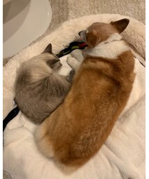 はぴこ＆シンフー | その他