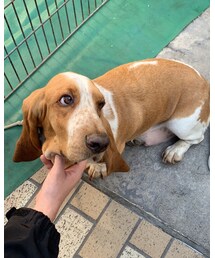 犬 | その他