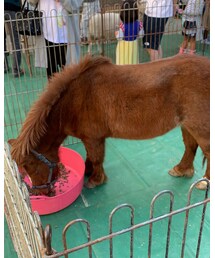 馬 | その他