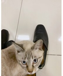 シンフー | その他