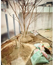 植え替え | その他
