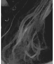 FOREVER 21 | シャツ/ブラウス