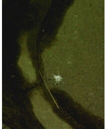 adidas Originals | スニーカー