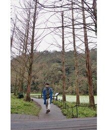 落羽松 | その他