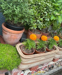 ご近所green🌱 ͛.* | その他