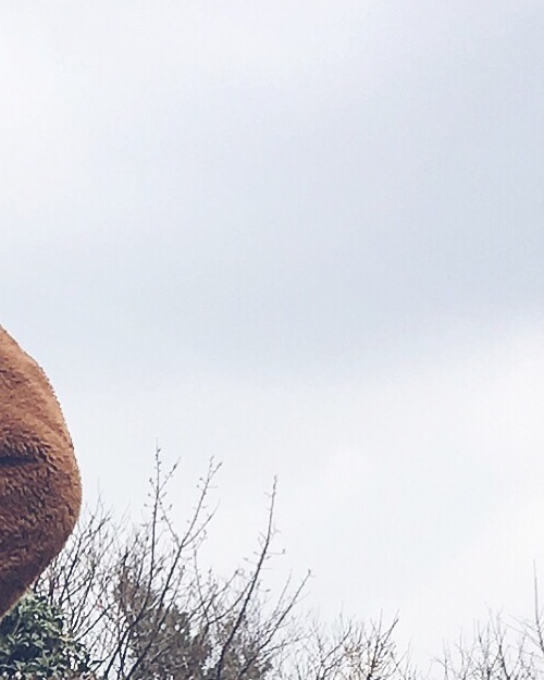 UNIQLO | ジャケット/アウター