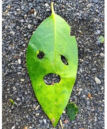 葉っぱ | その他