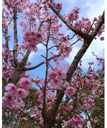 桜 | その他