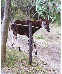 オカピ | その他