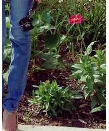 Hollister | シャツ/ブラウス