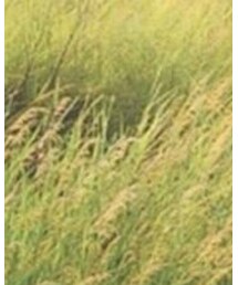 FOREVER 21 | カチューシャ