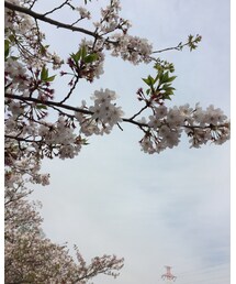 お花見 | その他