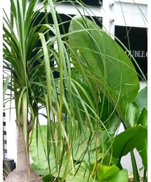 CIAOPANIC | ミリタリージャケット