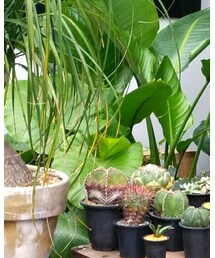 CIAOPANIC | ニット/セーター