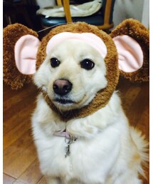 🐵 | その他
