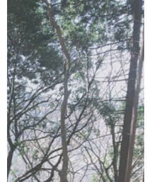 レペゼン花粉 | その他